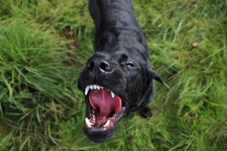 Les races de chiens qui sont vraiment pénibles à supporter