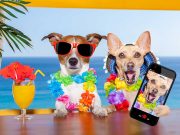 Les races de chien qui ont une personnalité extravertie races de chien qui ont une personnalité extravertie