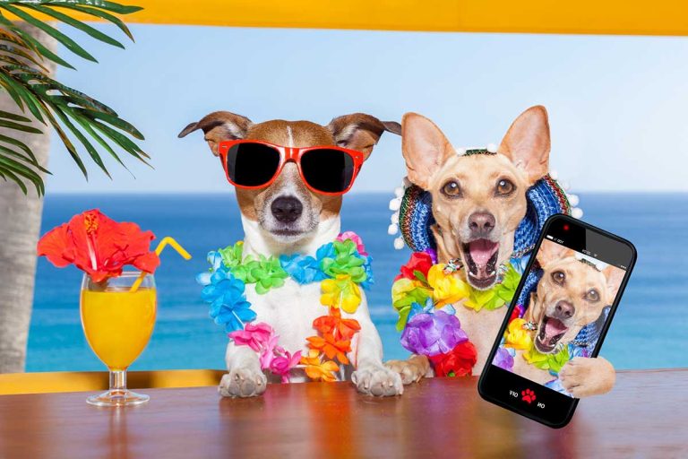Les races de chien qui ont une personnalité extravertie