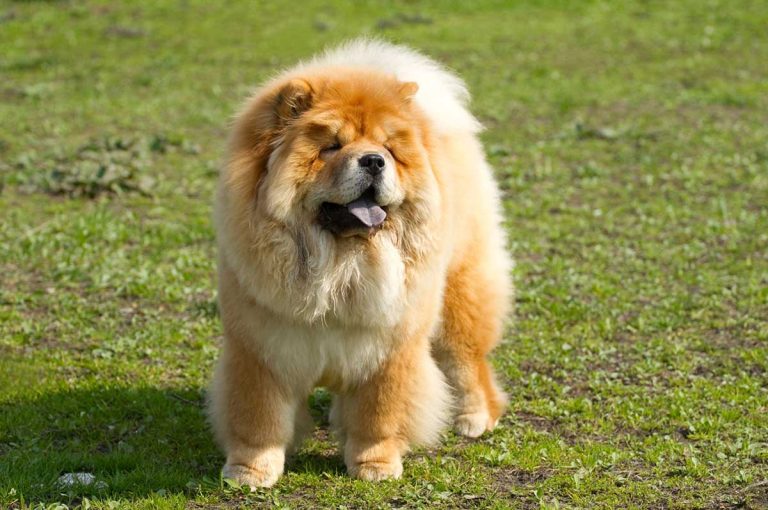 Les races de chiens qui sont les plus anciennes de l’histoire