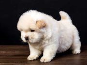 Les 8 races de chien qui sont les plus chères au monde races de chien qui sont les plus chères au monde