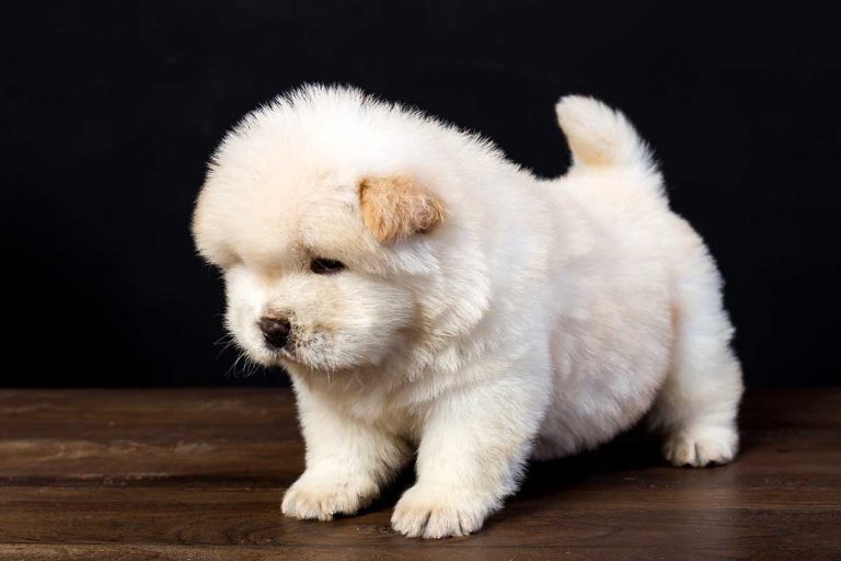 Les 8 races de chien qui sont les plus chères au monde