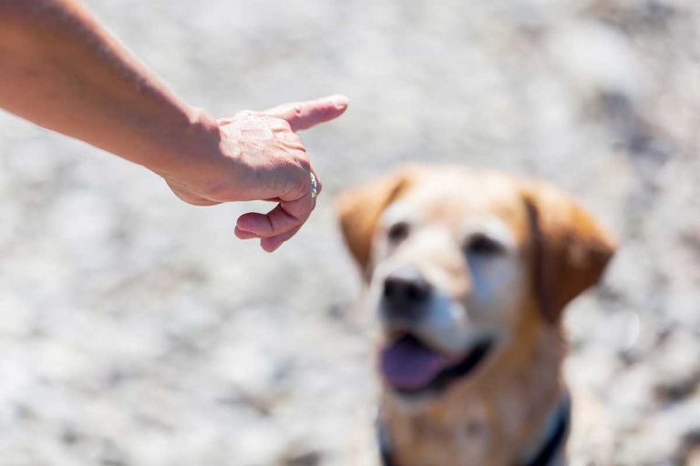 Les races de chien qui sont les plus obéissantes