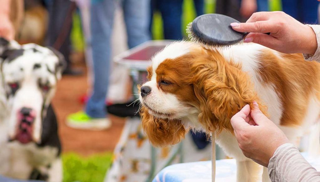 races de chiens plus populaires concours de beauté canins