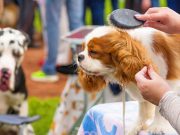 Les races de chiens qui sont les plus populaires dans les concours de beauté canins races de chiens plus populaires concours de beauté canins