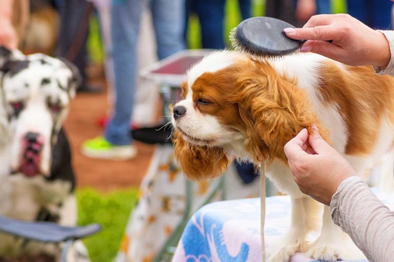 Les races de chiens qui sont les plus populaires dans les concours de beauté canins