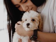 Les races de chien qui raffolent des caresses de leur maitre races de chien qui raffolent des caresses de leur maitre
