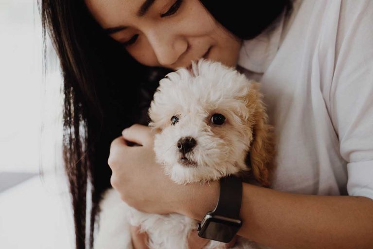 Les races de chien qui raffolent des caresses de leur maitre
