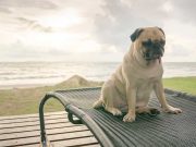 Les races de chien qui ne supportent pas trop le soleil : Des amis à l’ombre es races de chien qui ne supportent pas trop le soleil