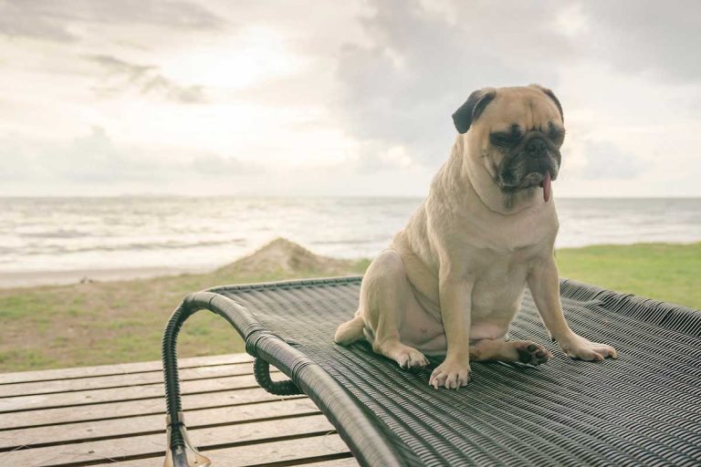 Les races de chien qui ne supportent pas trop le soleil : Des amis à l’ombre