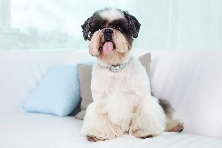 Les races de chien qui sont de vrais petits anges