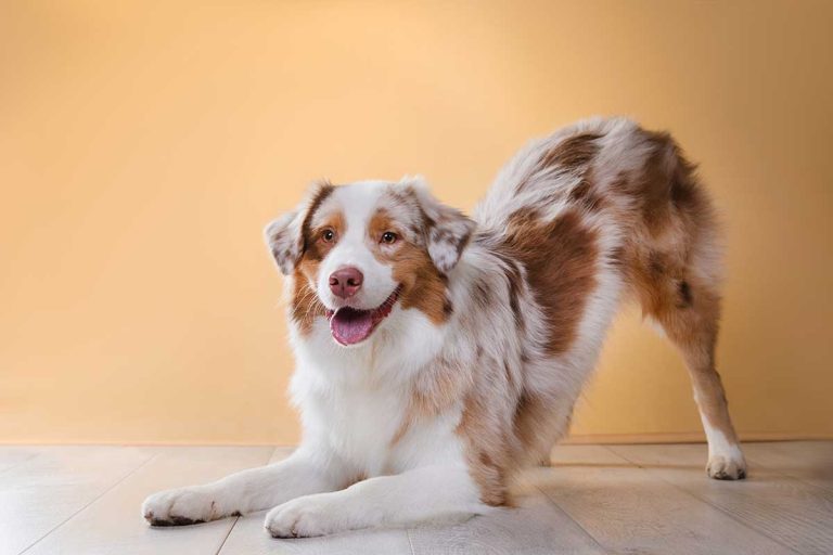 Les races de chien qui ont un cœur en or