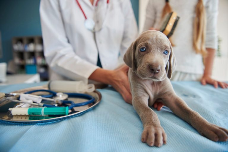 5 astuces pour calmer votre chien lors des visites chez le vétérinaire