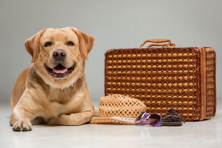 Comment voyager avec votre chien en toute sécurité ?