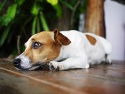 Comment savoir si son chien est timide ? Comment savoir que son chien est timide