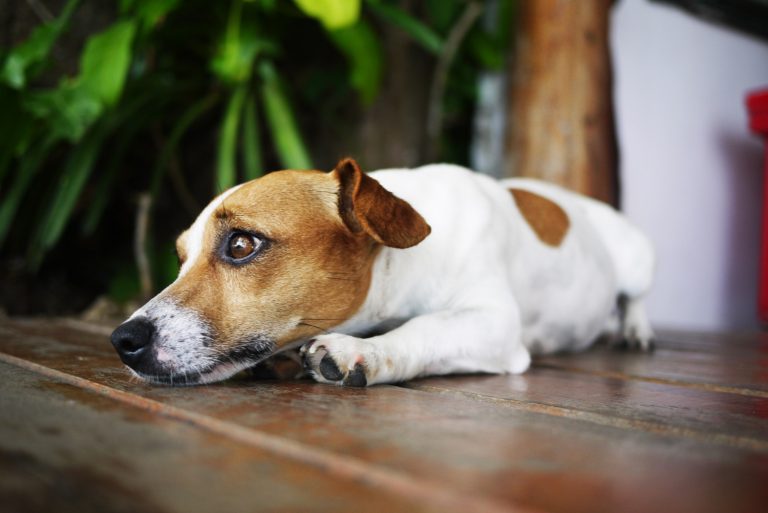 Comment savoir si son chien est timide ? 