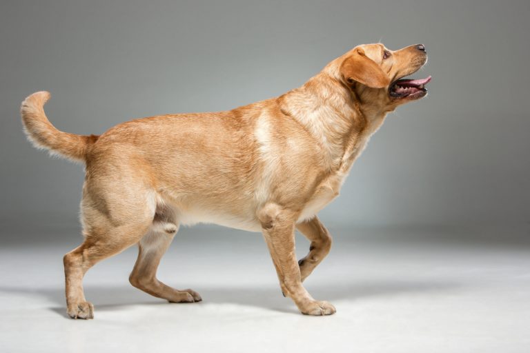 6 menaces silencieuses de l’obésité canine