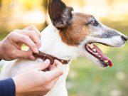 Comment choisir le bon collier pour son chien ? Choisir le bon collier pour son chien