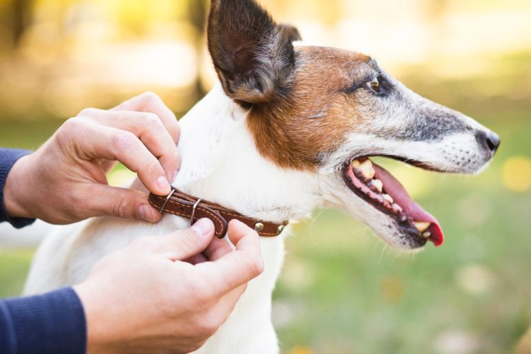 Comment choisir le bon collier pour son chien ?