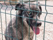 7 meilleures pratiques pour prévenir les fugues de votre chien Pratiques pour prévenir les fugues chez votre chien