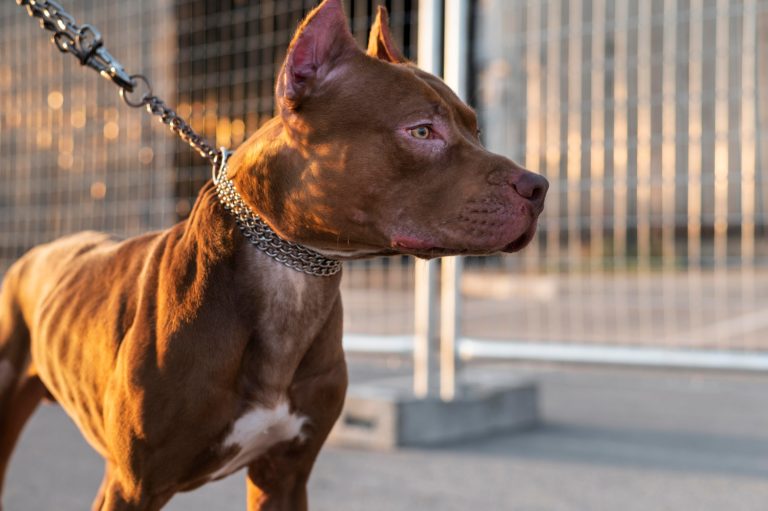 5 astuces pratiques pour apprendre à votre chien à marcher en laisse