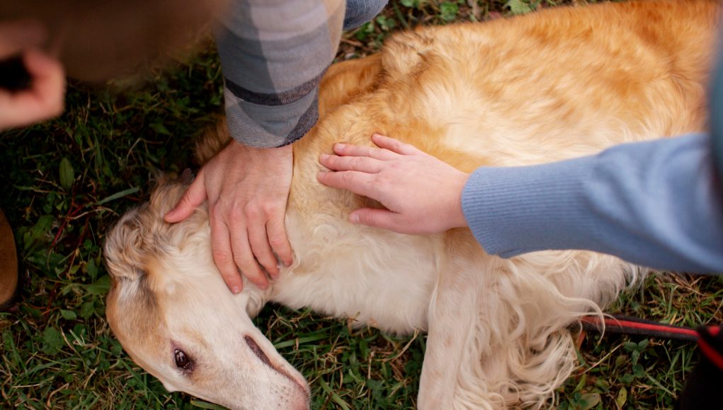 Techniques de premier secours à être connu des propriétaires des chiens