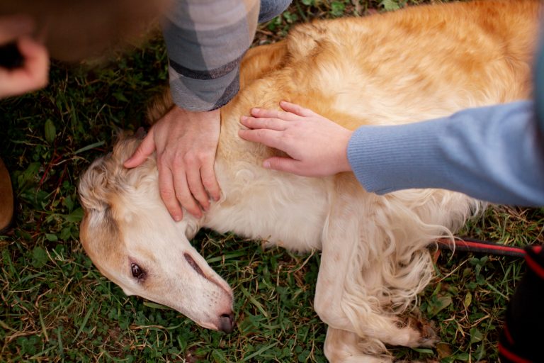Les techniques de premiers secours essentielles pour les propriétaires de chiens !