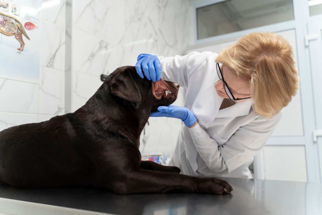 L'immunothérapie pour lutter contre les allergies canines