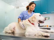 Les races de chiens qui sont les plus coopératives chez le vétérinaire Races de chiens les plus coopératives chez le vétérinaire