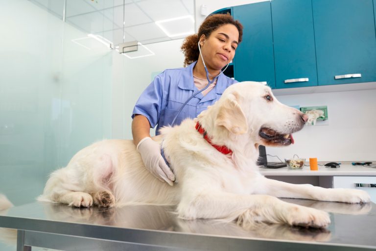 Les races de chiens qui sont les plus coopératives chez le vétérinaire