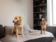 Les races de chiens qui ont besoin de moins de sommeil Occuper votre chien lorsque vous êtes absent