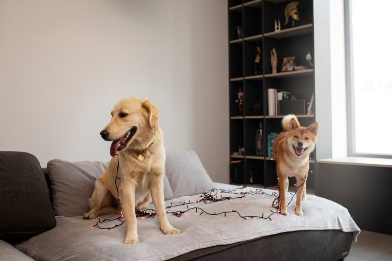 Les races de chiens qui ont besoin de moins de sommeil