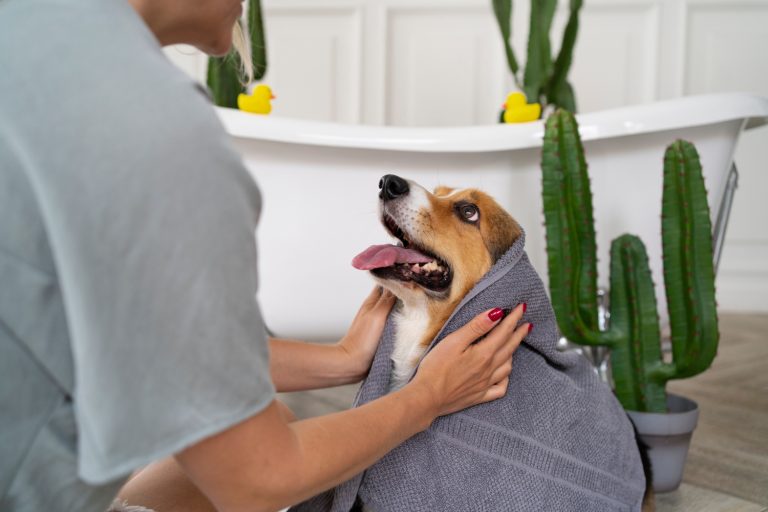 7 gestes simples pour garder votre chien en bonne santé toute l’année