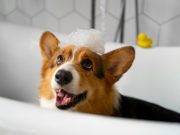 Les 5 étapes pour apprendre à votre chien à être propre Etapes à suivre pour apprendre à son chien à être propre