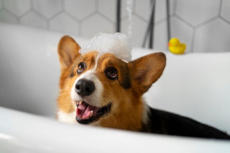 Les 5 étapes pour apprendre à votre chien à être propre
