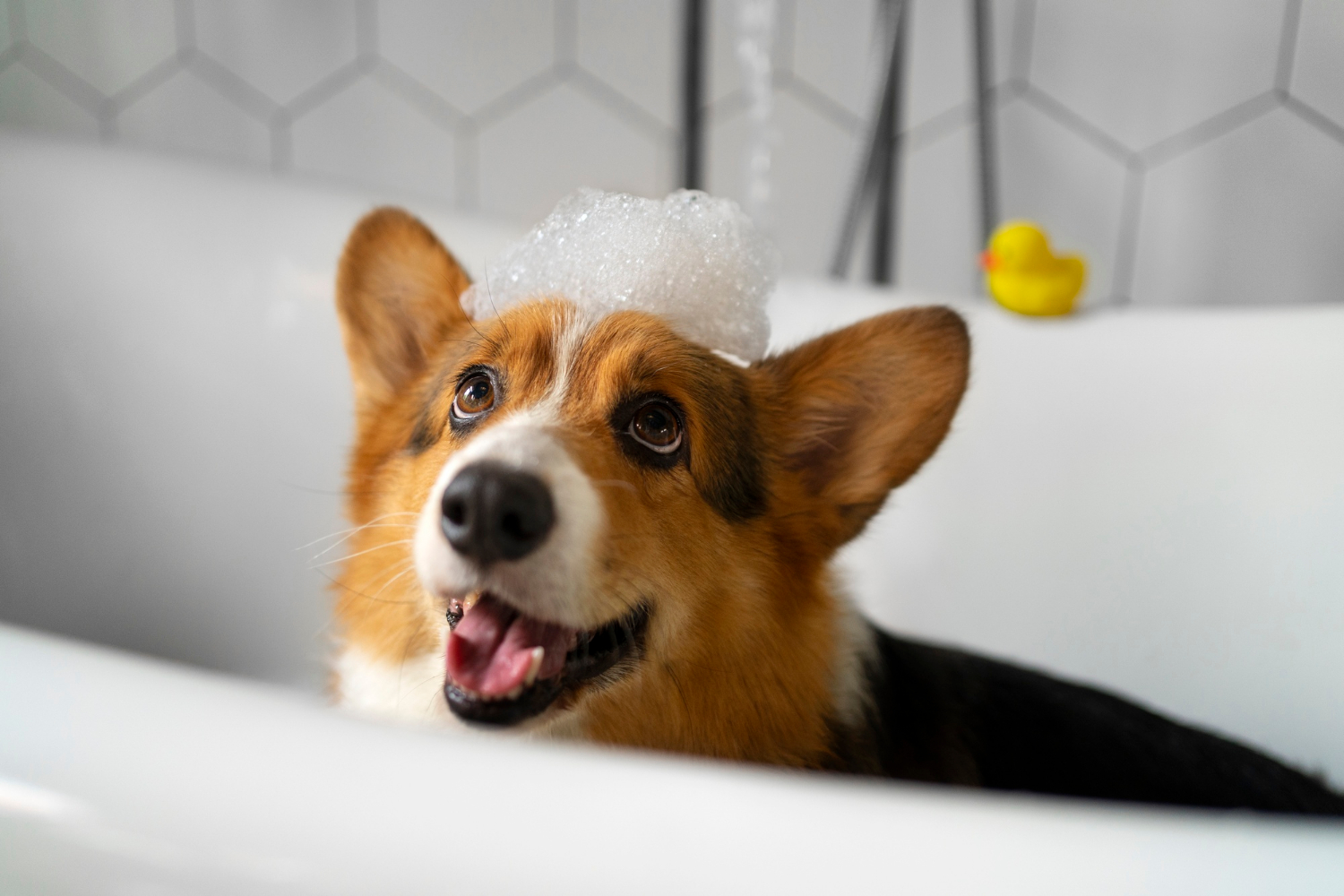 Etapes à suivre pour apprendre à son chien à être propre