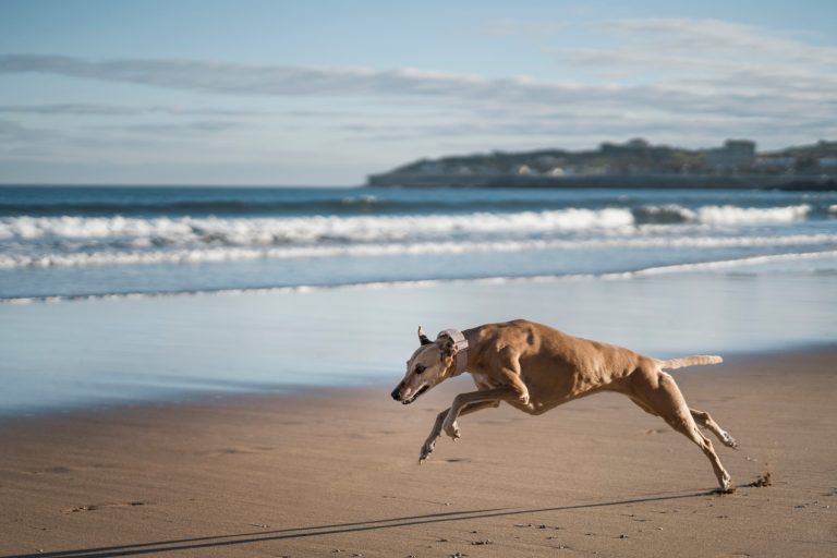 7 bienfaits de l’exercice physique sur la santé mentale de votre chien