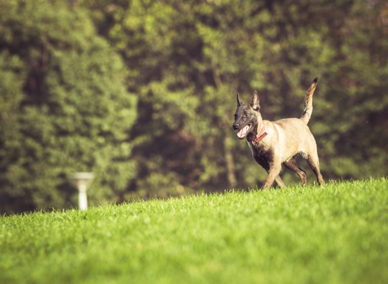 Comment gérer les aboiements excessifs de votre chien ?