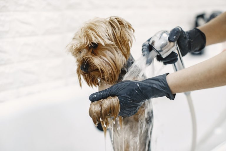 Ces 7 races de chien ont besoin d’un toilettage particulier