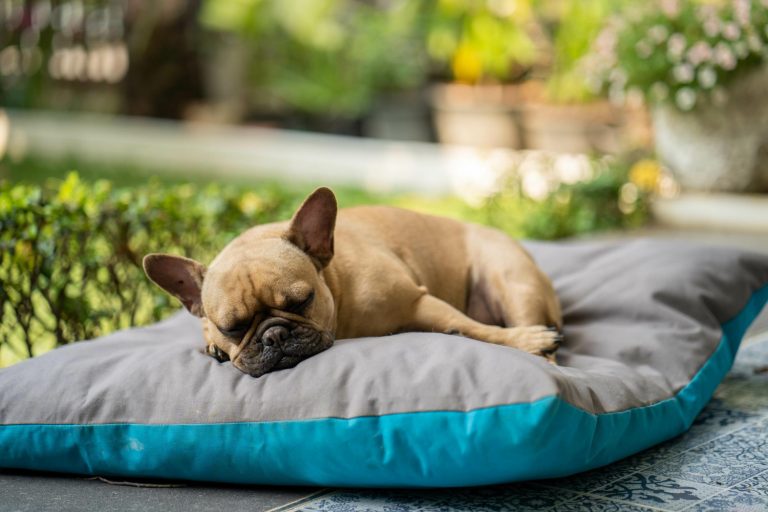 6 astuces pour choisir le bon lit pour votre chien
