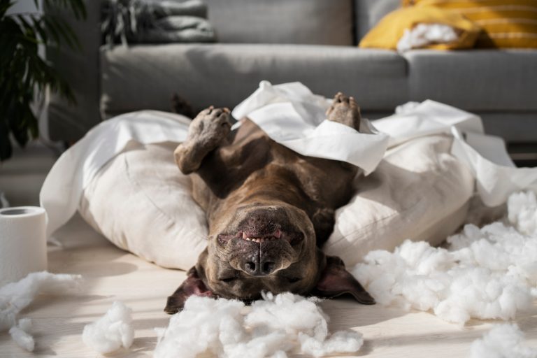 Votre chien rêve-t-il aussi ? Découvrez la vérité !