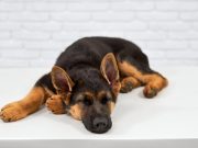 Pourquoi mon chien tourne en rond avant de se coucher ?  Pourquoi le chien tourne-t-il en rond avant de se coucher?