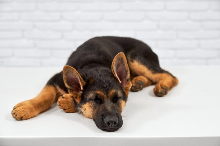 Pourquoi mon chien tourne en rond avant de se coucher ? 