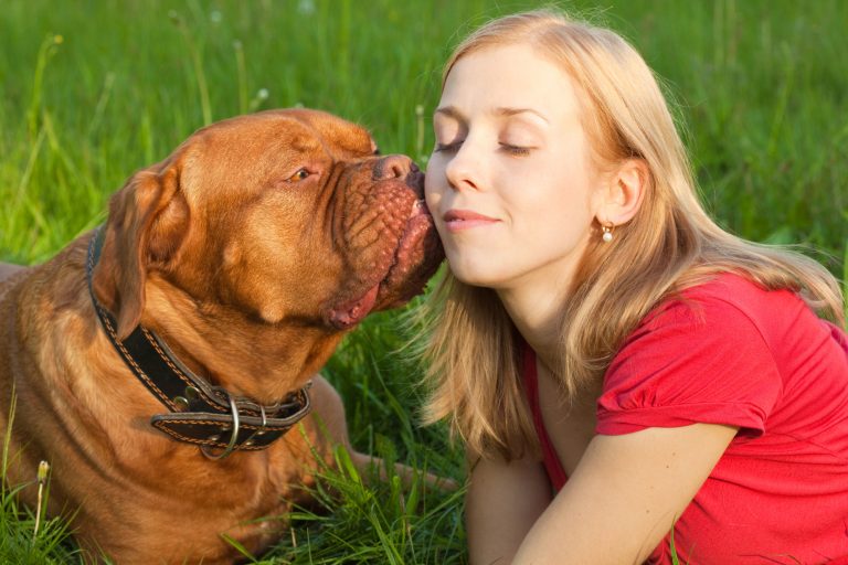 7 raisons derrière les léchouilles affectueuses de votre chien