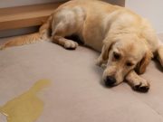 Comment gérer un chien qui urine partout dans la maison ? Que faire si mon chien fait pipi partout?
