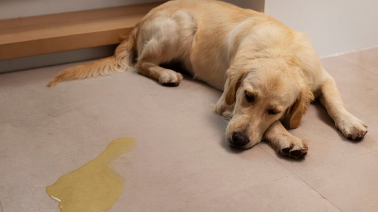 Comment gérer un chien qui urine partout dans la maison ?