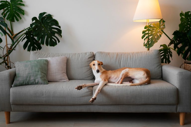 8 astuces pour apprendre à votre chien à rester seul à la maison