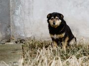 Les races de chien qui sont les plus émotives chien triste