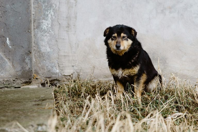 Les races de chien qui sont les plus émotives