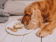 Les races de chiens qui sont les plus possessives avec leur gamelle